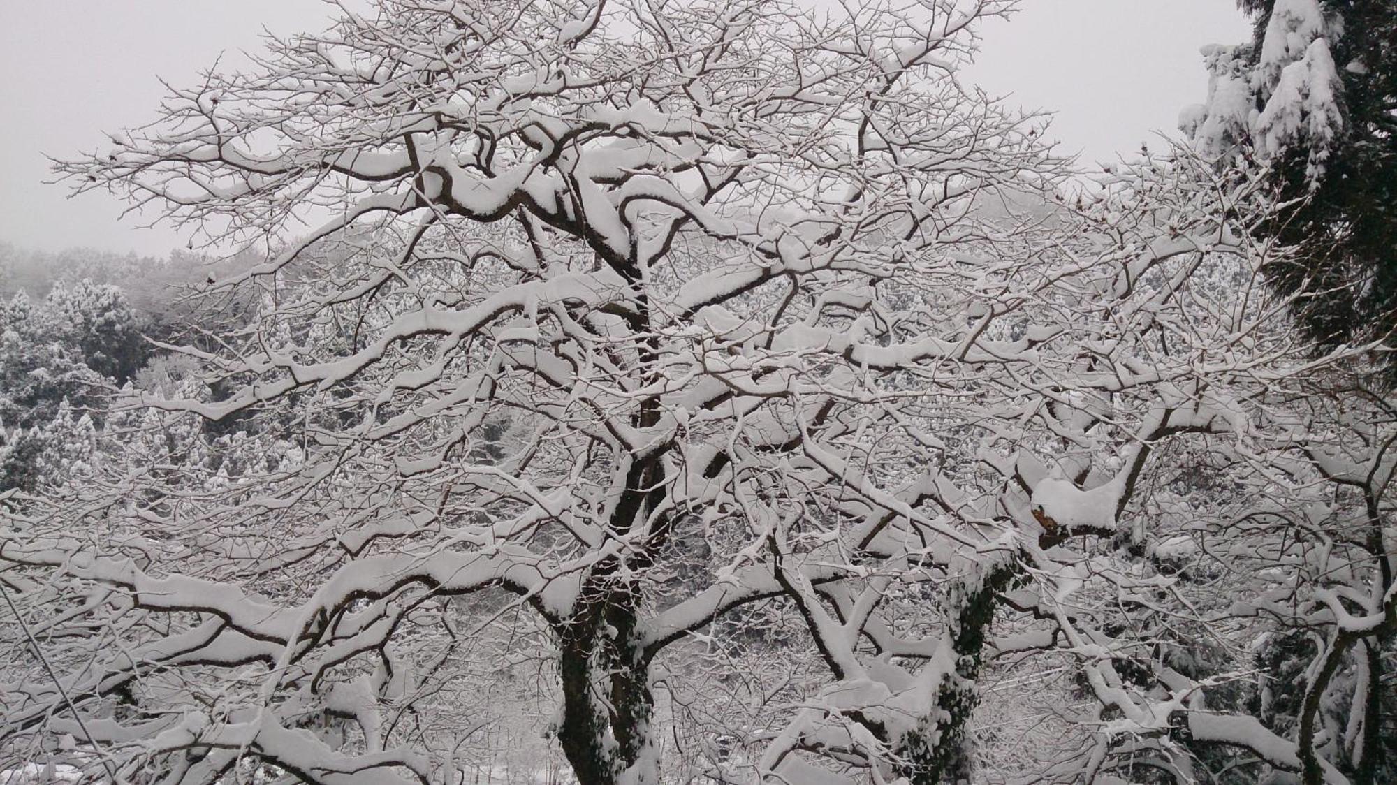 Kurokawa Onsen Ryokan Ichinoi Minamioguni Dış mekan fotoğraf